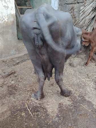 થંબનેલ 3