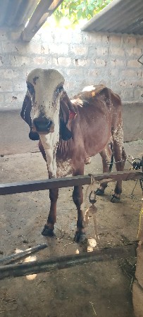 ગીર વાસડી