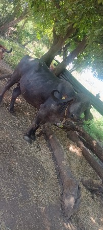 ભેસવેસવાનીછે