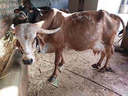 દેશી ગાય
