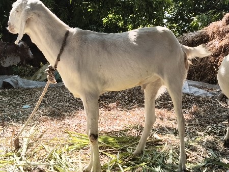 ફોન કરે