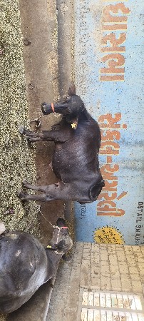 વેચવાની છે