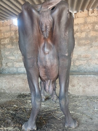 આ.જાફરી.ખડાય.વેશવાનિછે