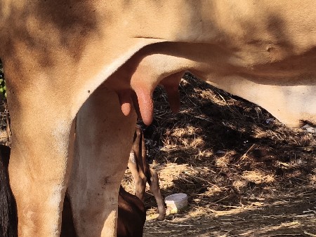 ગાય વેચવાની છે