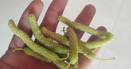 લાંબા શેતુર