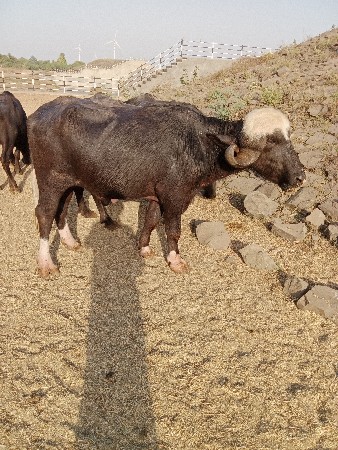 પાડો વેચવાનો છે