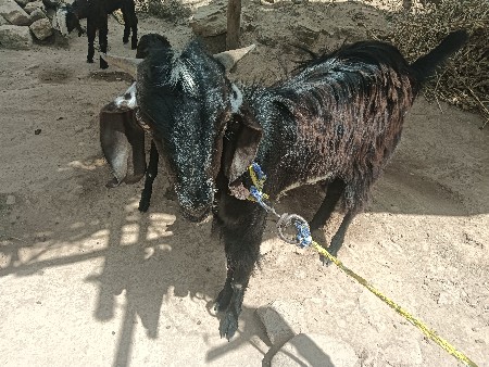 વેચવાનો છે