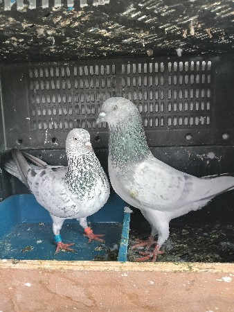 थंबनेल 2