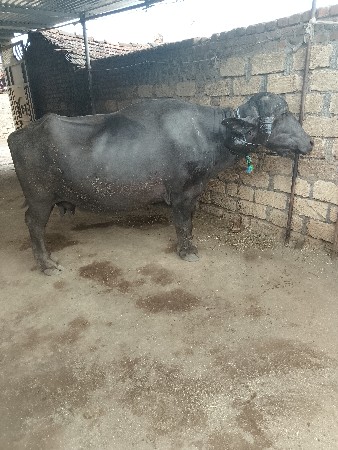 थंबनेल 3