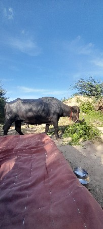 ભેસ વેસવા ની સે