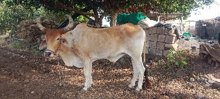 ગોધલો વેચવચનોછે 1વાવણી વાવેલ છે