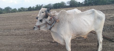 ગોદલા વેચવાના છે