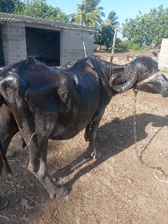 थंबनेल 2