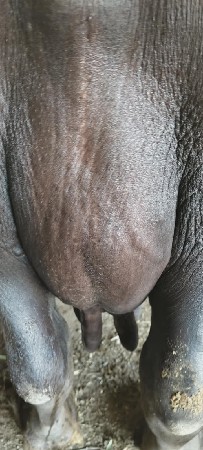 ભેંશ વેચવાની છે