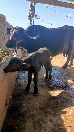 ભેંસ વેચવાની છે