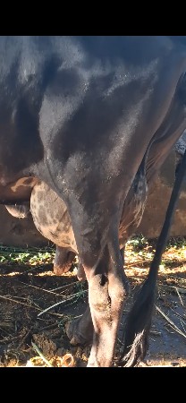 ગય  દેવાની છે