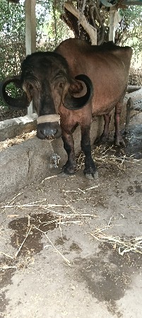 ભેંસ વેચવાની છે