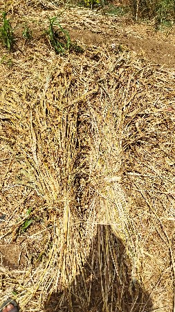 જુવાર નીરણ વેશવા છે 
પદહુંરવારી