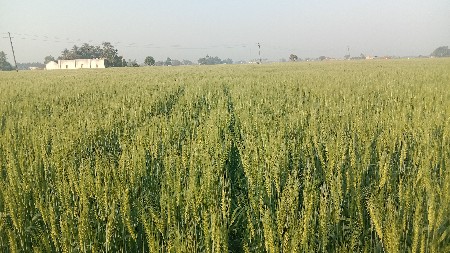 ઘવ GW 513 યુનિવર્સિટી નું