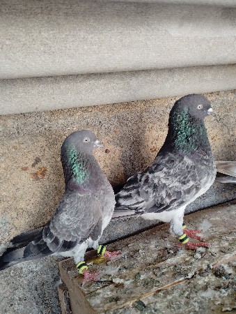 કબુતર વેશવાના શે