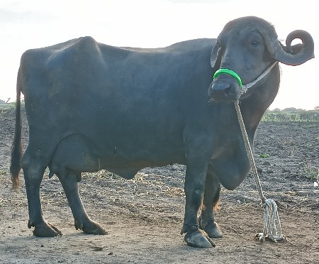 ભેંસ વેચવાની છે