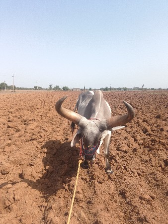 ગોઢલા વેચવાના છે