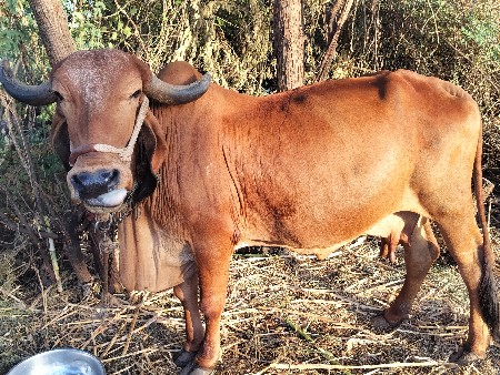 ગીર ગાય છે વેત્રર ત્રીજું