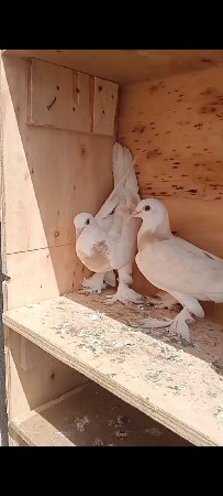 દેવાનાછે