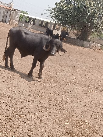 પાડો વેચવાનો છે