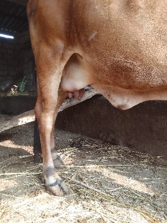 ગાય દેવાની સે