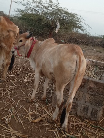 બળદ વેચવાનો છે