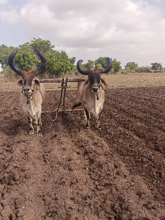 બળદ વેચવાના છે