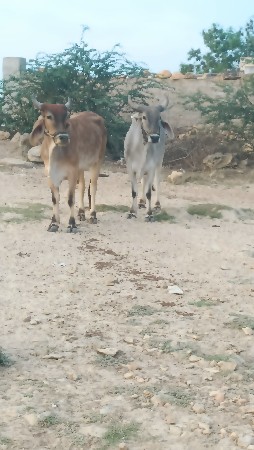 ગોઢલા વેચવાના છે