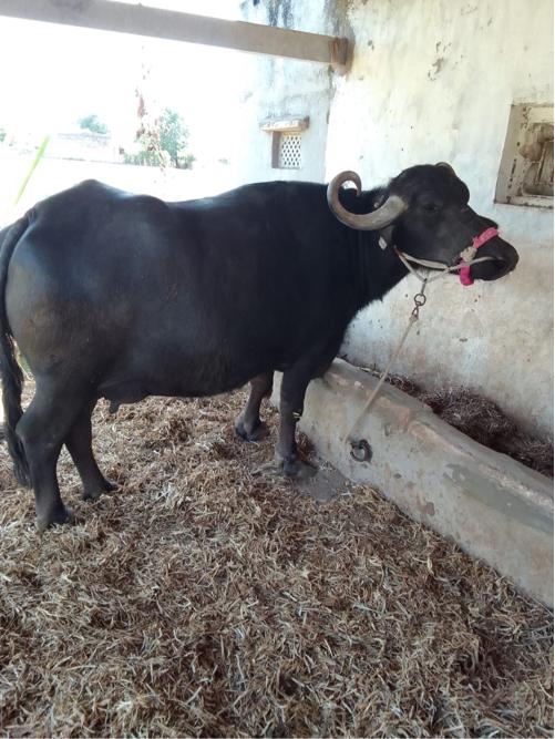 ભેંશ તીજુ વેતર વેચવાની છે