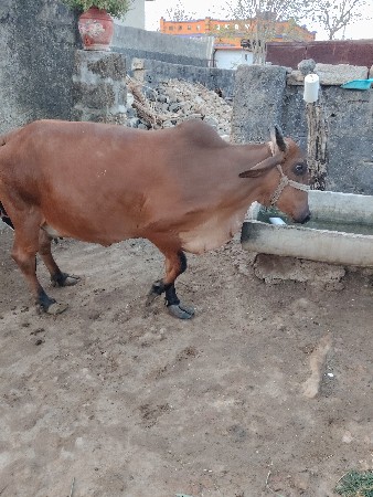 ગીર ક્રોસ ગાય વેચવાની છે