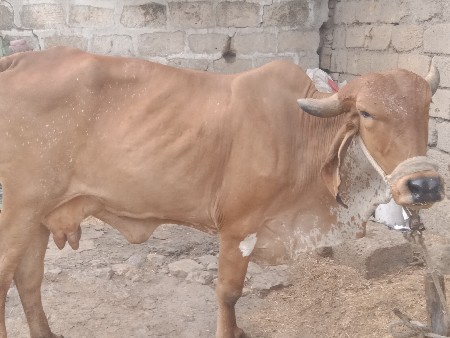 थंबनेल 3