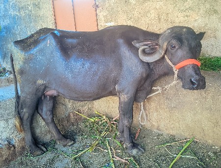 થંબનેલ 3