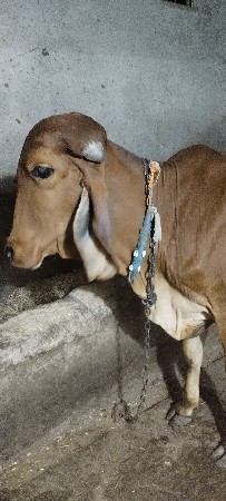 थंबनेल 2