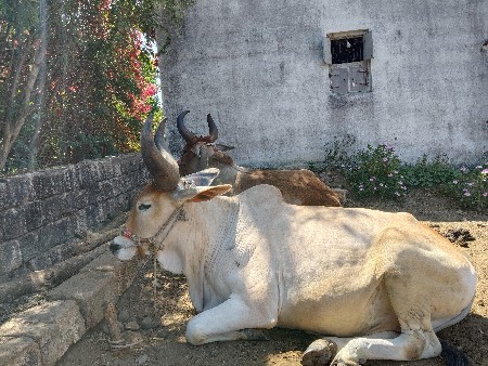 ગોઢલા વેચવાના છે