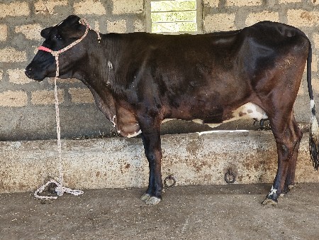 ગીર ક્રોસ હોડકી વેચવાની છે