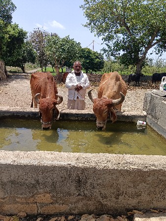 બળદ વેચવાના છે