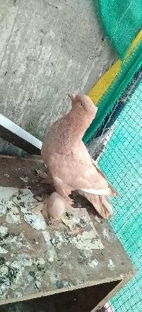 ઉડાન ને ફેન્સી છે