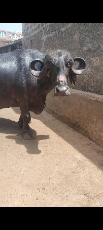 ભેંસ વેચવાની છે