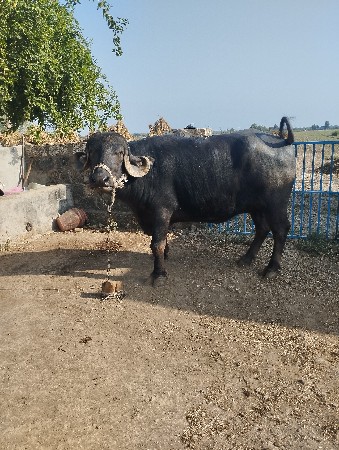 थंबनेल 3