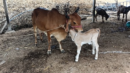 ગાય વેચવાની છે