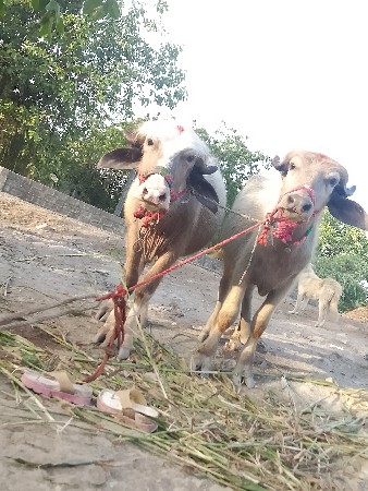 थंबनेल 2