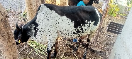 थंबनेल 3