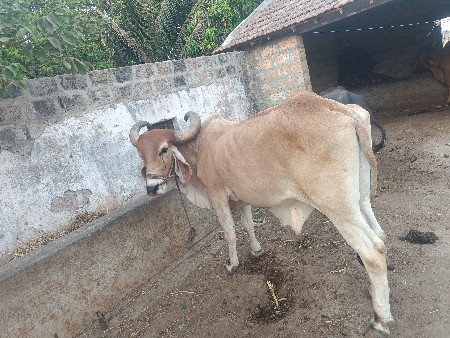 થંબનેલ 2