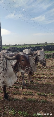 બળદ વેચવાના છે