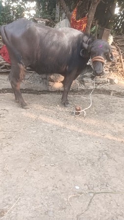 તાલુકો વંથલી જિલ્લો જુનાગઢ